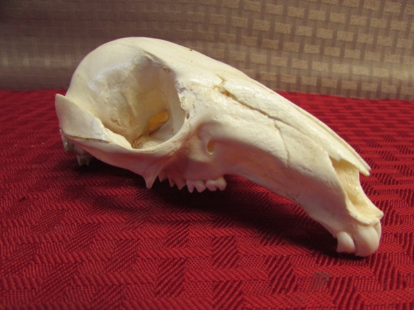 REAL NEW ZEALAND WALLABY SKULL-COOL!