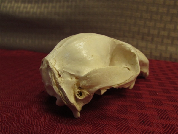 REAL NEW ZEALAND WALLABY SKULL-COOL!