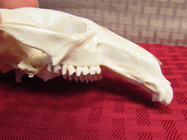 REAL NEW ZEALAND WALLABY SKULL-COOL!