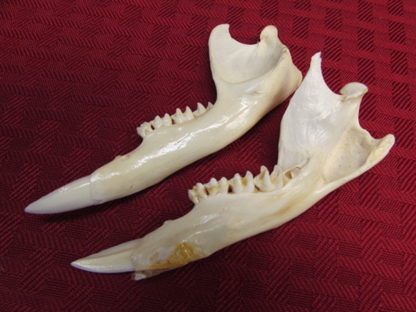 REAL NEW ZEALAND WALLABY SKULL-COOL!