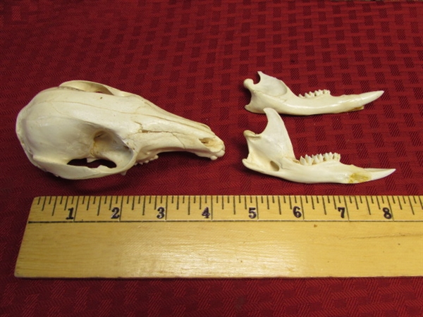 REAL NEW ZEALAND WALLABY SKULL-COOL!