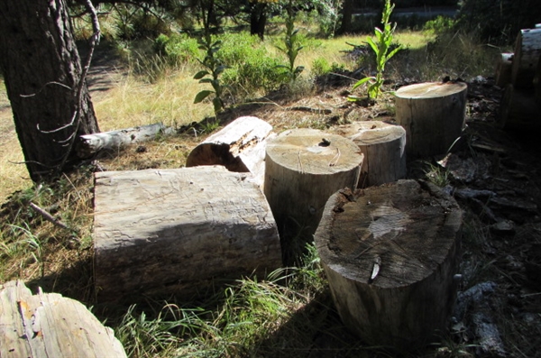 READY TO CUT FIREWOOD LOGS & ROUNDS