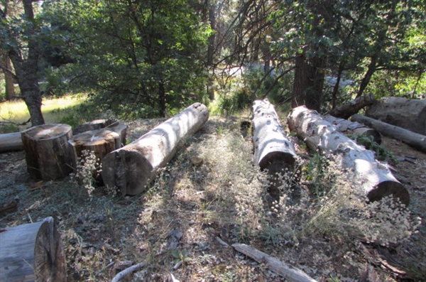 READY TO CUT FIREWOOD LOGS & ROUNDS