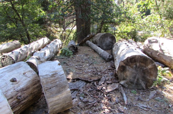 READY TO CUT FIREWOOD LOGS & ROUNDS