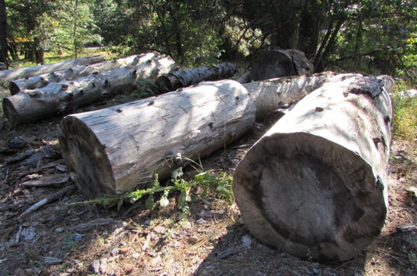 READY TO CUT FIREWOOD LOGS & ROUNDS