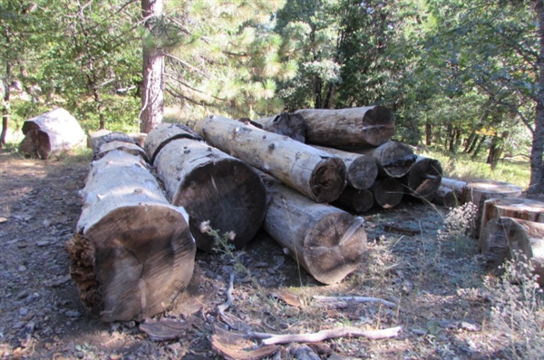 READY TO CUT FIREWOOD LOGS & ROUNDS