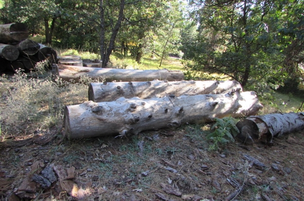 READY TO CUT FIREWOOD LOGS & ROUNDS