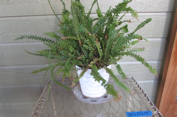 METAL PLANT STAND & LIVE POTTED FERN