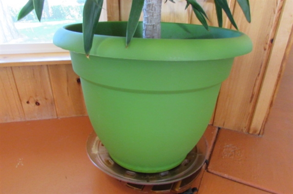 LARGE POTTED HOUSE PLANT WITH ROLLING BASE