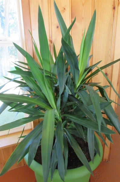 LARGE POTTED HOUSE PLANT WITH ROLLING BASE