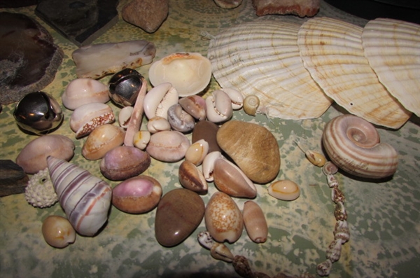 SMALL SHELL ROCK AND CORAL COLLECTION