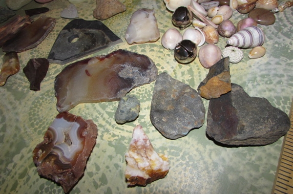 SMALL SHELL ROCK AND CORAL COLLECTION