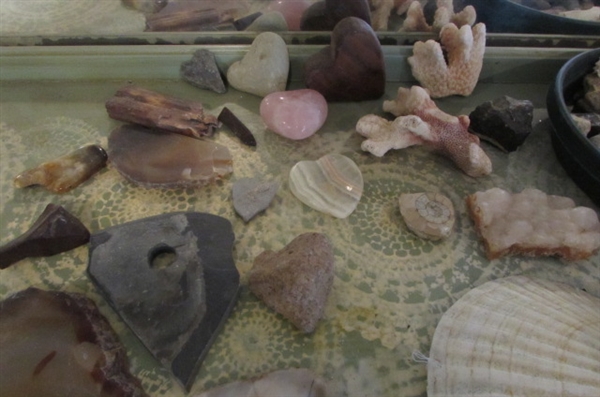 SMALL SHELL ROCK AND CORAL COLLECTION