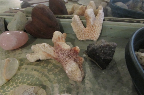 SMALL SHELL ROCK AND CORAL COLLECTION