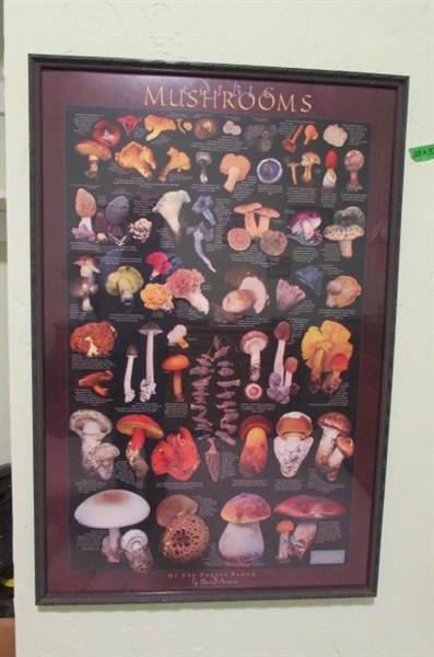 EDIBLE MUSHROOM POSTERS