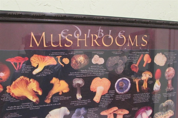 EDIBLE MUSHROOM POSTERS