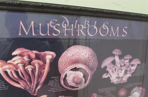 EDIBLE MUSHROOM POSTERS