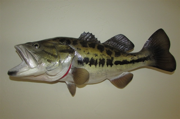 LARGE TROPHY FISH