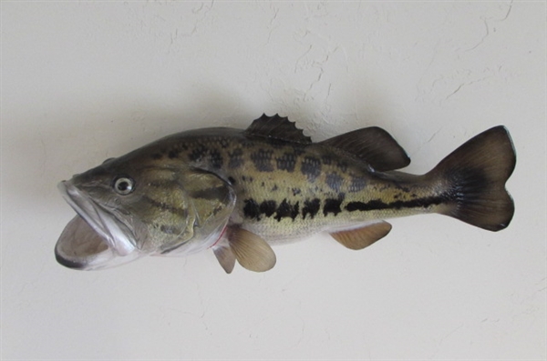 LARGE TROPHY FISH