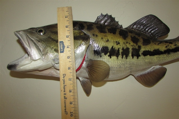 LARGE TROPHY FISH