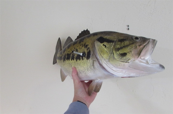 LARGE TROPHY FISH