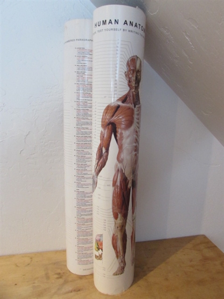 ANATOMY CHART, BOOK & CDS