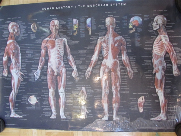 ANATOMY CHART, BOOK & CDS