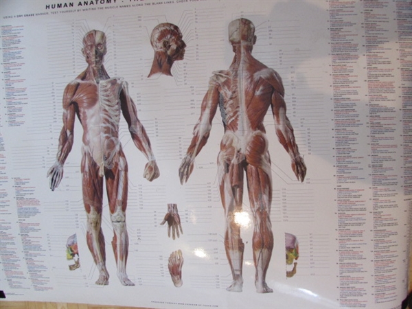 ANATOMY CHART, BOOK & CDS