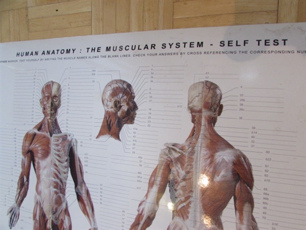 ANATOMY CHART, BOOK & CDS