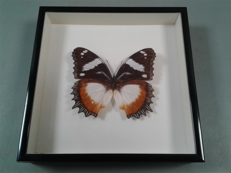 Framed Butterfly Specimen 
