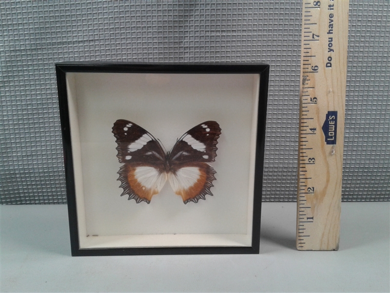 Framed Butterfly Specimen 