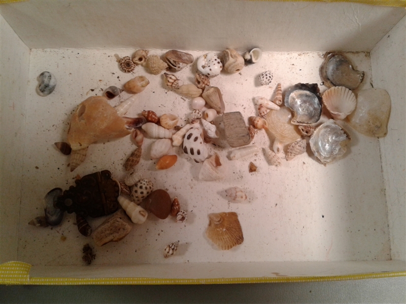 Rocks, Rock Tumbler, and Shells 