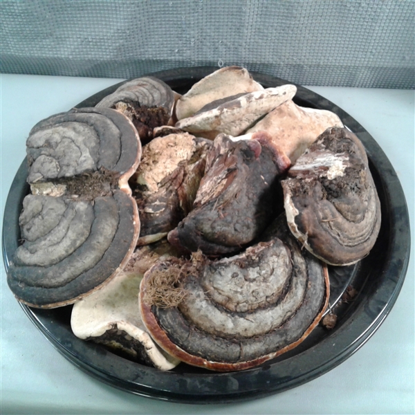 Dried Mushrooms 