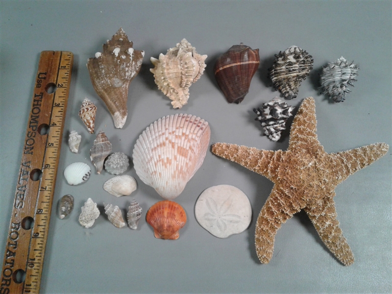 Collection of Shells, Starfish, Rocks, Geodes Etc