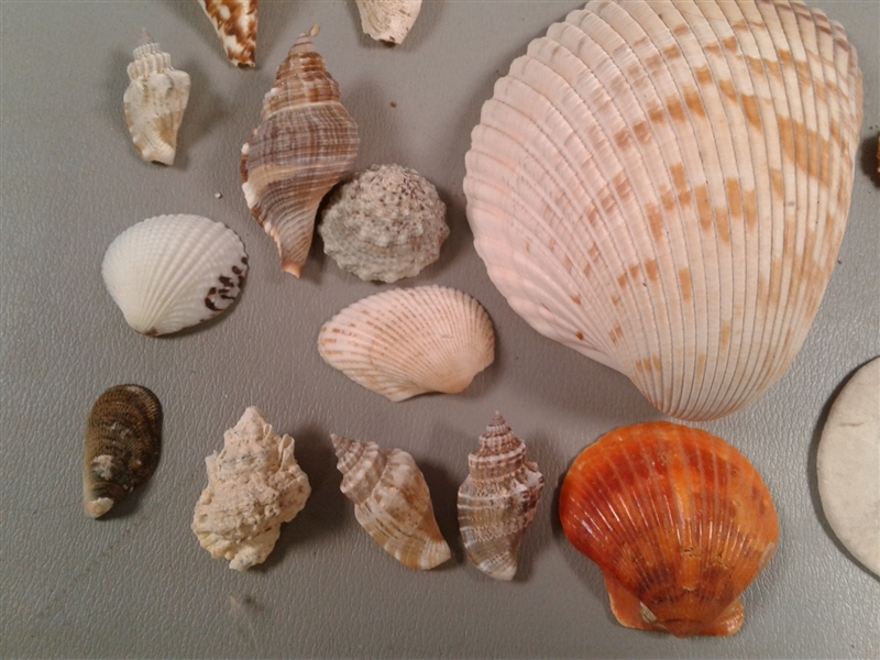 Collection of Shells, Starfish, Rocks, Geodes Etc