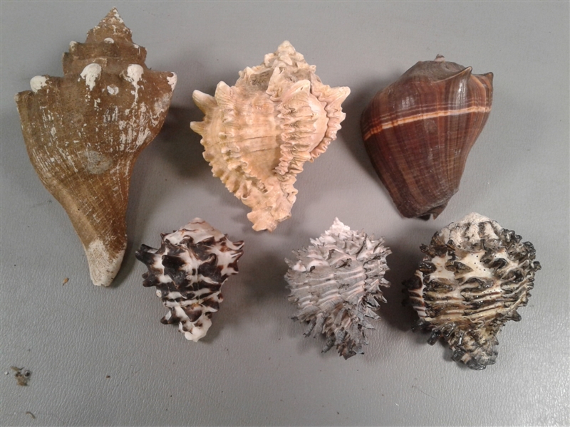 Collection of Shells, Starfish, Rocks, Geodes Etc