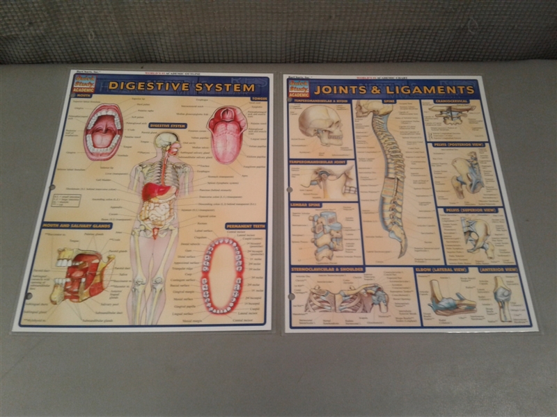 Gray's Anatomy The Classic Collector's Edition & Diagrams