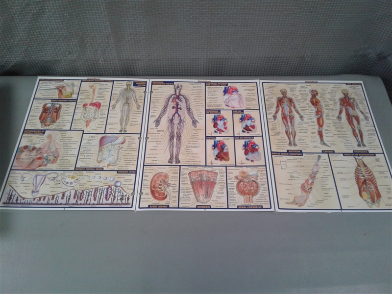 Gray's Anatomy The Classic Collector's Edition & Diagrams