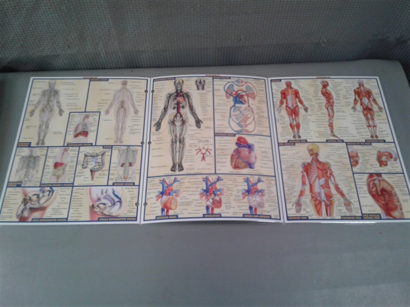 Gray's Anatomy The Classic Collector's Edition & Diagrams