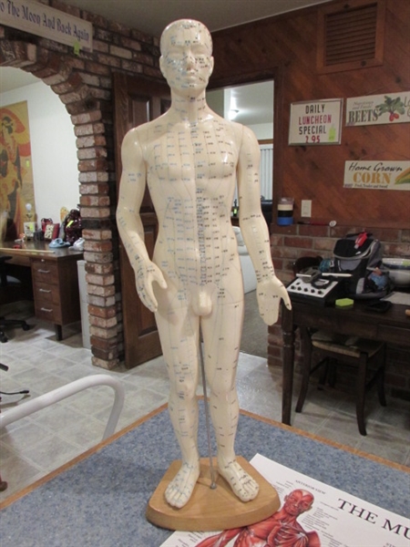 MALE ACUPUNCTURE GUIDE FORM, ANATOMY, BOOKS & POSTER