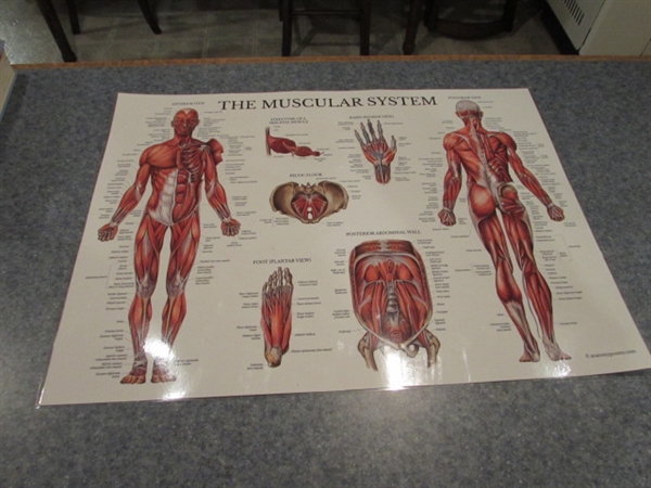 MALE ACUPUNCTURE GUIDE FORM, ANATOMY, BOOKS & POSTER