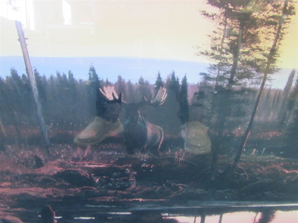 Large Framed and Matted Moose Print