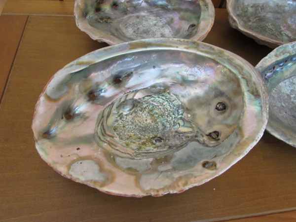 4 LARGE ABALONE SHELLS