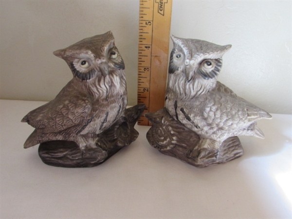 Owl Collection