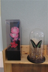 Fiber Optic Floral Music Box & Preserved Butterfly in Dome