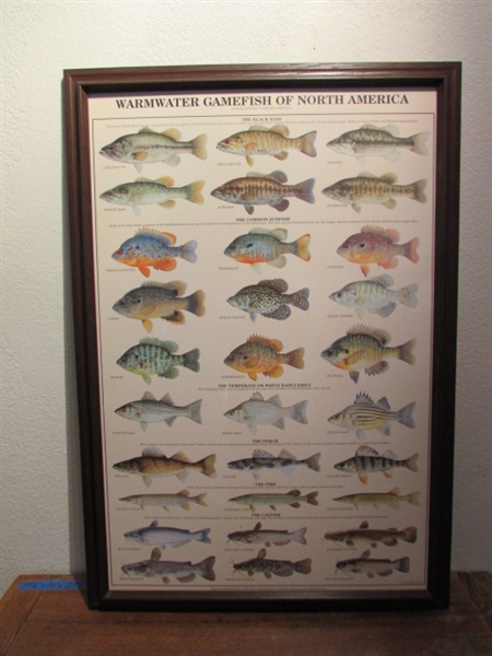 WARMWATER GAMEFISH OF NORTH AMERICA FRAMED PRINT