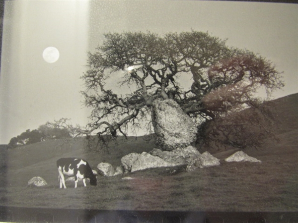 MOONRISE BY MARY KNAPP - PHOTO