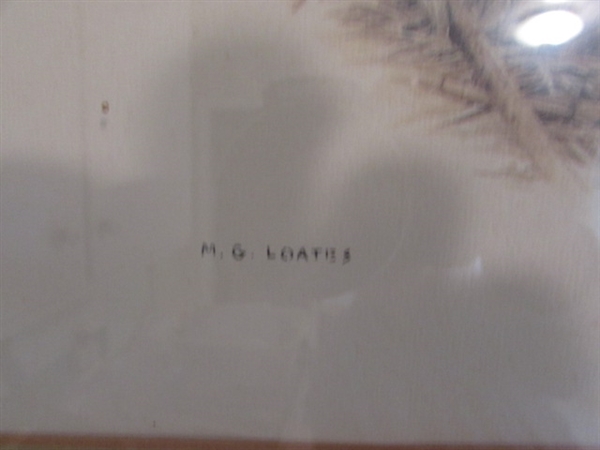M.G. LOATES PHEASANT PRINT