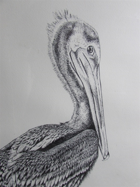 PELICAN PRINT BY TOMMY ANCONA SIGNED & NUMBERED