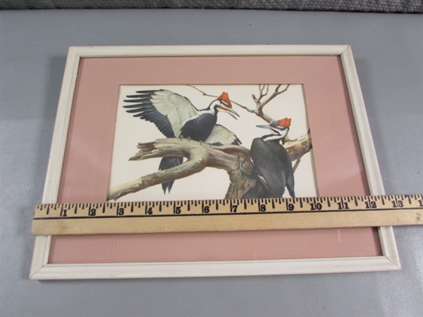 FRAMED & MATTED BIRD PRINT